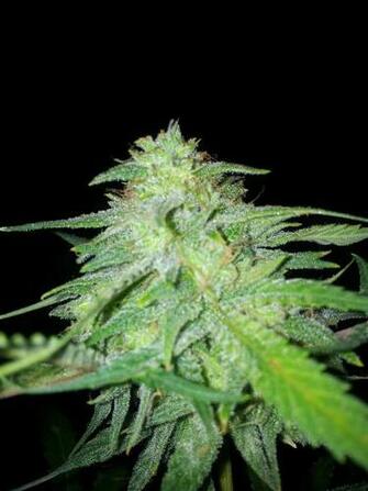 Kush Weed Wallpaper Image Crazy Gallery