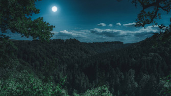 Forest Wallpaper