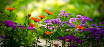 Open Door Community Church Beautiful Nature Summer Flowers High
