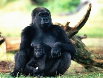 Funny Gorilla Wallpaper Animal