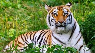 Wallpaper Big Cat HD Upload At October By Adam