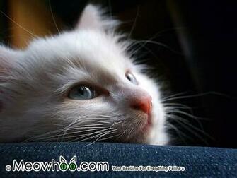 4u Wallpaper Org Show Cat
