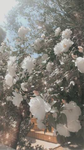 White Flowers Itachi Kisame I Will Show That We Are Right