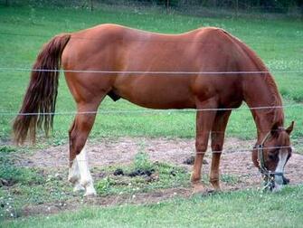 American Quarter Horse Lance By Black Feather