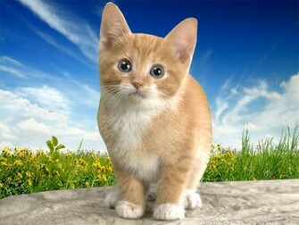 Cat Desktop Wallpaper Computer S