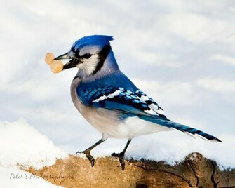 Bluey Jay Wallpaper Blue Image Photo