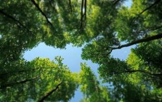 Look Up Above HD Wallpaper