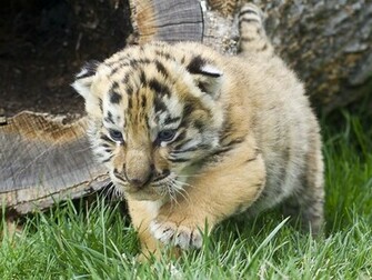 Baby White Tigers Wallpaper