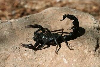 Scorpion Wallpaper HD