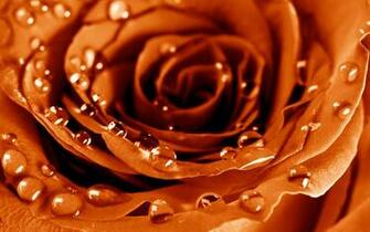 Orange Roses Flowers Wallpaper