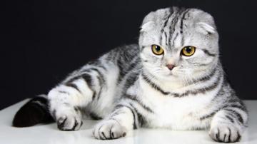 Wallpaper Scottish Fold Cat Kitten Eyes Gray Wool Cute