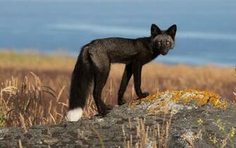 Black Fox On The Rocks X Close