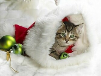 Cute Kitten Cat Wallpaper