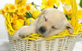 Wallpaper Kitten Field Flower Puppy Rose