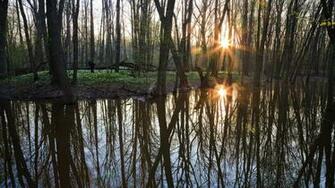 Trees City Forest Photography Michigan Aman Grand Rapids Parks