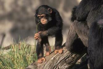 Chimpanzee HD Wallpaper