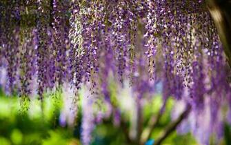 Wisteria Wallpaper