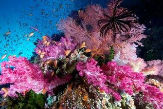 Colorful Coral Reef National Geographic Photo Contest
