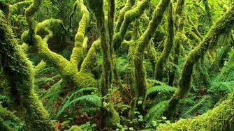 Washington Cool Background Park Background State Tiger Mountain