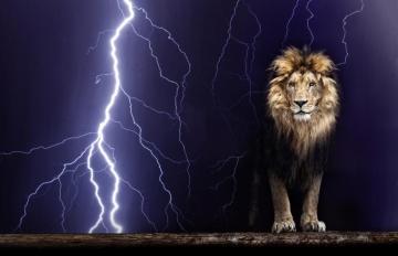 Lion HD Wallpaper