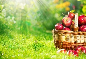 Wallpaper Apple Basket Grass Ray Harvest Desktop