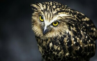 Owl Wallpaper Desktop Background HD