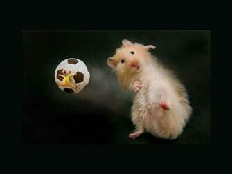 Cute Funny Wallpaper HD Fun