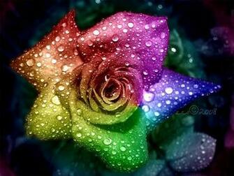 Rainbow Rose Wallpaper HD Desktop Cool Walldiskpaper