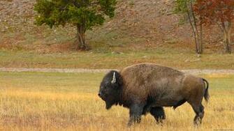 Buffalo Computer Wallpaper Desktop Background Id