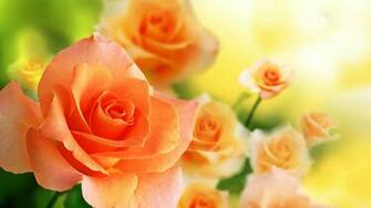 Orange Flower Wallpaper Background Desktop 52dazhew Gallery