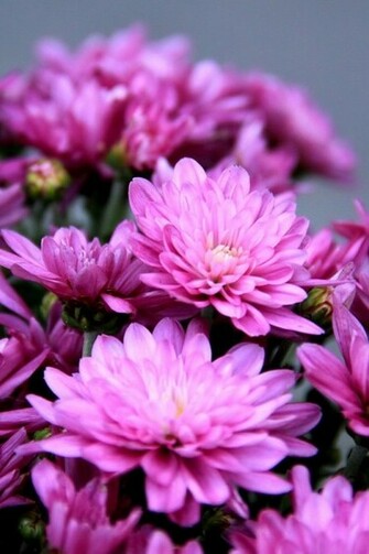 HD Bright Purple Flowers iPhone Wallpaper Background