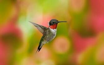 Hummingbird HD Wallpaper Hummingbirds Image