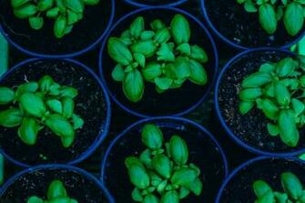 Green Potted Plants Basil Pots Plant HD Wallpaper