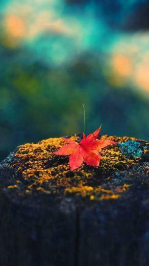 Fall iPhone Background