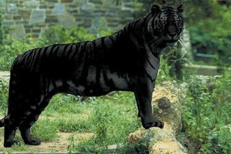 Shukernature The Black Tiger A Veritable B Te Noire Of Mystery