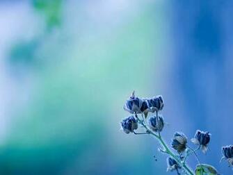 Bissen Gedanken Watch Beautiful Relaxing Flowers From Nature