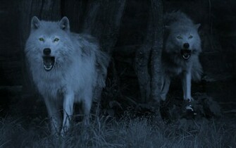 Wolf Computer Wallpaper Desktop Background Id
