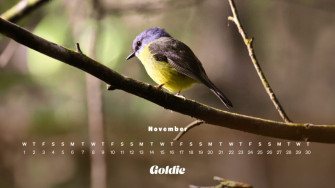 November Wallpaper Calendars Desktop Mobile