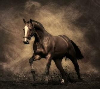 Fine Horse Wallpaper Screensaver Pre Id
