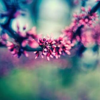 Spring Colours iPad Air Wallpaper iPhone