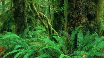 Hoh Rainforest Wallpaper
