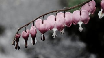 Wallpaper Bleeding Hearts 5k 4k Flowers Snow Water