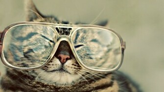 Funny Animal Wallpaper HD For Desktop Area