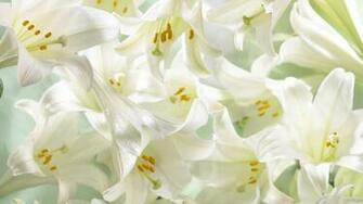 Easter Lilies Wallpaper