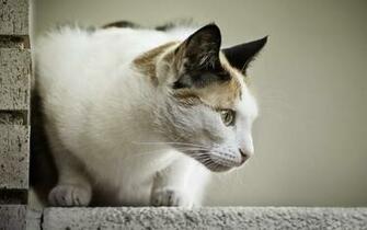 Cats Animals Kitten HD Widescreen Desktop Wallpaper