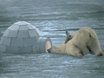 Tags Bear Pics Polar
