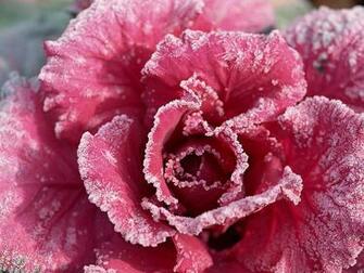 Winter Flowers Wallpaper