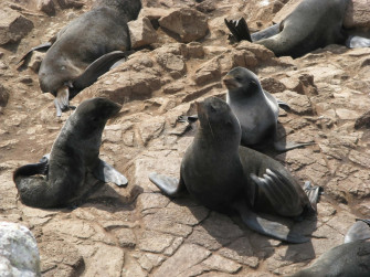 Northern Fur Seal Wallpaper