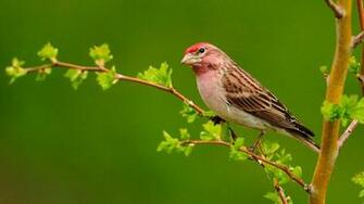 Sparrow Wallpaper