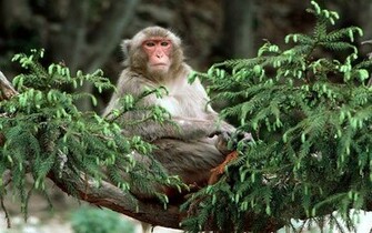 Baby Cute Monkey Wallpaper For Desktop HD